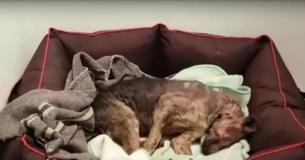 Rescued Dog Experiences Warm Bed At Foster Home For The First Time