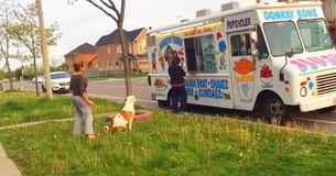 Un pitbull attend patiemment en ligne pour obtenir son cornet de crème glacée à la vanille
