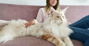 Une propriétaire partage des photos de son chat Maine Coon incroyablement grand et majestueux