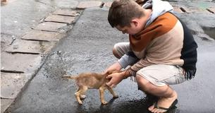 Бездомный щенок виляет хвостом перед прохожими, пытясь привлечь к себе внимание
