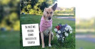 Una perra perdió su oreja y recibió 17 disparos, pero sobrevivió y se convirtió en mascota de terapia