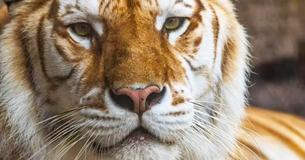 Un tigre de 13 ans meurt à Busch Gardens après avoir subi une "blessure majeure"