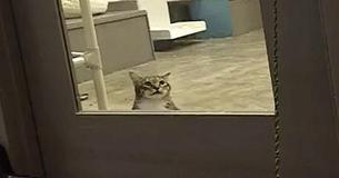 Shelter Cat Put In Solitary Confinement For 'Repeatedly' Helping Other Cats Escape