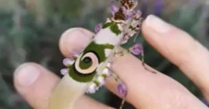 Woman Discovers Colorful Flowery Mantis Living In Her Garden