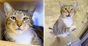 Cat Gets Locked Up In Solitary Confinement After He Kept Letting Other Cats Out