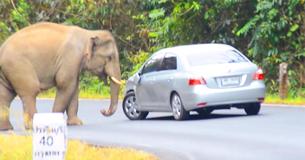 Elephant In Thailand Decided To Lie Down On Passing Car