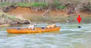 Heroic Labrador Rescues Two Dogs Trapped In A Moving Kayak