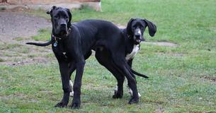 13 ondervoede Duitse doggen gered van verlaten fokkerij