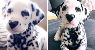 Ce mignon dalmatien a une tache en forme de coeur sur le nez
