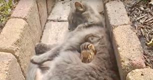 Kat en eekhoorn vormen ongewone vriendschap en kunnen niet stoppen met knuffelen