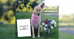 Hond die zijn oor verloor en 17 keer werd neergeschoten heeft het overleefd en krijgt een nieuwe in het leven als therapiehond