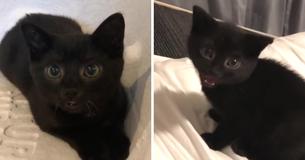 Vrouw ging een kitten redden maar kon geen nee zeggen tegen zijn piepkleine broer