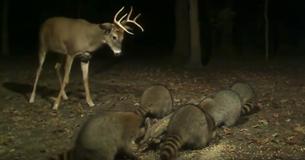 Ce jeune chevreuil  fougueux se bat contre des ratons laveurs pour  défendre sa réserve de maïs