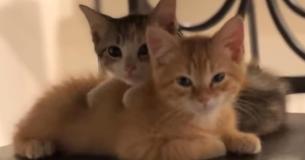 Office Adopts Two Kittens Named Debit And Credit To Foster Employee Morale