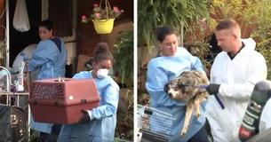 Over 100 Dogs Rescued From Animal Hoarder Home Near Pittsburgh After Neighbours Repeatedly Alerted Police About Faul Odor