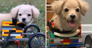 12-Year-Old Boy Builds Disabled Puppy An Adjustable Lego Wheelchair So She Can Run Around And Play