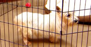 Hond brengt 12 jaar in een puppymolen door, slaapt daarna voor het eerst in een bed