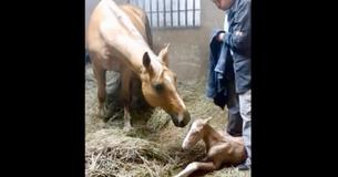 Un couple n'avait aucune idée que leur cheval était enceinte de jumeaux après qu'elle ait donné naissance à un deuxième poulain "Miracle"