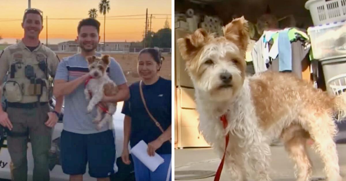 Family Reunited With Lost Dog After 'Thief' Walks Him Outside Their House
