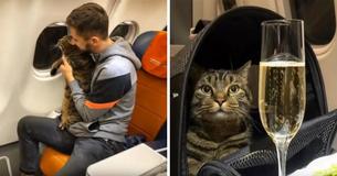 Flyer Uses Slimmer Imposter Cat To Smuggle Pudgy Pet Onto Airplane