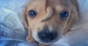 Abandoned 'Unicorn' Puppy In Missouri Has A Tail On His Forehead