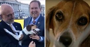 Bill Making Animal Cruelty A Federal Felony Passes Unanimously In The House Of Representatives