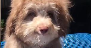 Dog With "Human Face" Looks Like He's Smiling