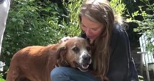 Smiling Rescue Dog Seemed To Be At Peace Knowing He Was Safe At Last