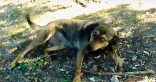 Une chienne errante se dirige vers un arrêt et attend d'être secourue
