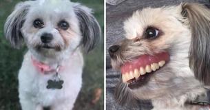 Mischievous Mutt Maggie Steals Sleeping Man's Dentures