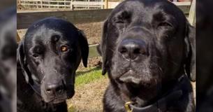 Ein Postbeamter erklärt einer Hundebesitzerin, dass ihre 2 Hunde sein Mittagessen gestohlen haben und erhält im Gegenzug eine Entschuldigung 