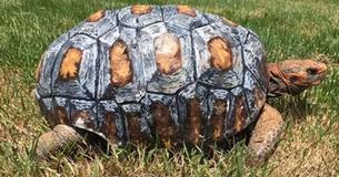 Tortoise In Brazil Loses Shell In Fire - Gets Worlds First 3D-Printed Shell