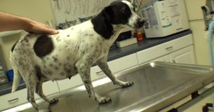 Un vétérinaire sauve une chienne errante enceinte de l'euthanasie et sauve 12 chiots