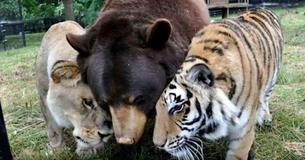 Un lion, un tigre et un ours deviennent les meilleurs amis du monde après avoir été secourus alors qu'ils étaient encore petits.