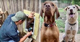 Nachbarn bauen eine Tür in den Zaun, um es ihren Hunden leichter zu machen, zusammen abzuhängen