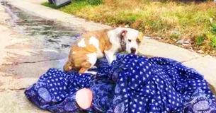 Fmilie bracht ongewenste spullen naar de straat en verhuisde, hun pitbull was een van deze spullen