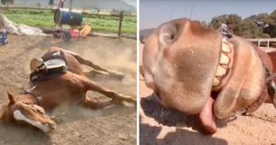 Un cheval à appris à faire le mort à chaque fois que quelqu'un essaye de le monter