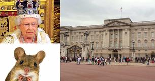 Le café du Palais de Buckingham de la Reine Elizabeth a été découvert infesté de souris alors qu'un inspecteur sanitaire à découvert des excréments d'animaux