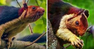 Indian Malabar Giant Squirrels Are Multi-Colored And Can Grow Up To 36 Inches Long