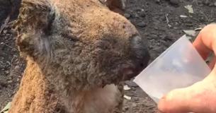 Heart-Wrenching Moment Where Man Gives Water To Koala Found Badly Burnt In Bushfires