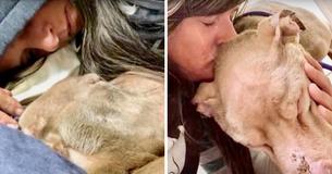 Eine Studentin bleibt die ganze Nacht bei einem sterbenden Tierheimhund, damit er nicht allein sterben muss