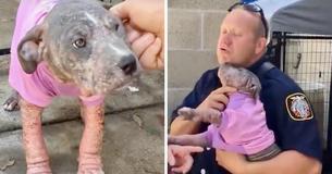 Puppy Was Sad At Shelter Until Firefighter Who Saved Her From Neglect Arrived To Visit Her