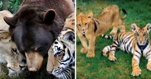 Bear, Lion, And Tiger Were Rescued Together As Cubs And Have Been Inseparable Ever Since