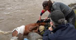 Wild Foal Stuck In River Was Drowning Until Rescuers Discovered Her