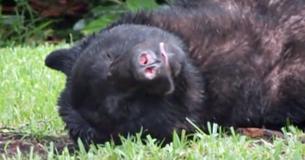 Un énorme ours décide de faire sa sieste dans un jardin après avoir mangé 10 kilos de nourriture pour chiens