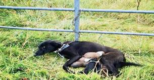Zogende hond, met zes pasgeboren puppy's werd vastgeketend aan een poort ontdekt