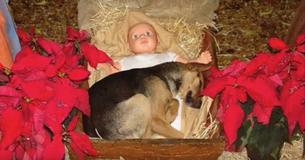Homeless Pup Looking For Warmth On Cold Night Discovered Curled Up In A Manger With Baby Jesus