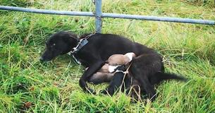 Un chien d'allaitement avec six chiots nouveau-nés enchaînés à une porte