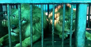 Trente-trois Lions du cirque rentrent en Afrique après une vie de captivité