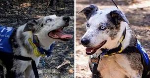 A Dog Named Bear Braves Australian Wildfires To Rescue Koalas